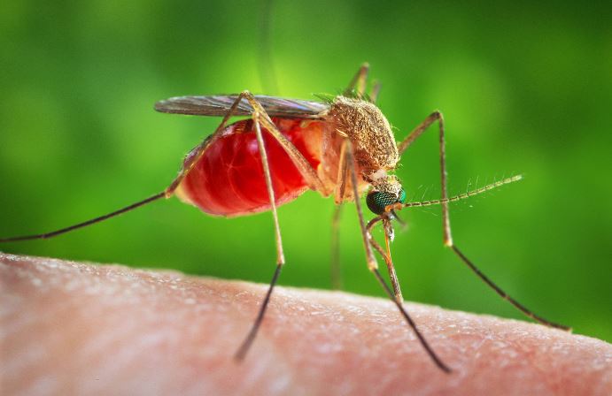 Westnijlvirus in Nederland